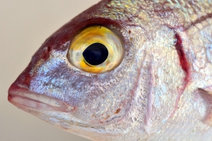 تشخیص ماهی تازه از فاسد
