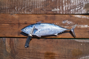 تشخیص ماهی تازه از فاسد